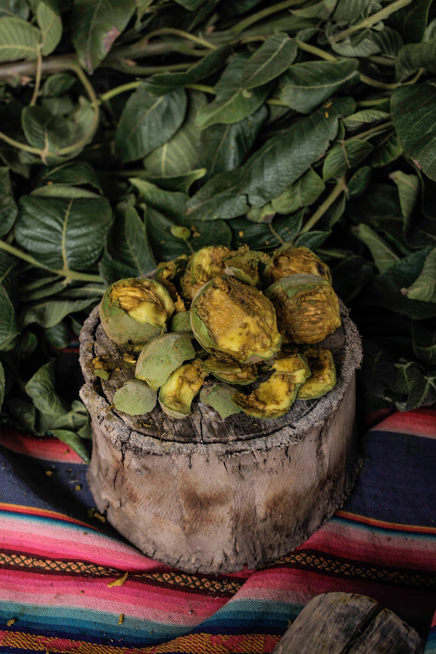 Walnut and its fruits getting ready to dye some yarn